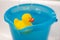 Yellow rubber duck in a blue bucket full of water