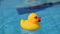 Yellow rubber duck. Funny kids inflatable toy float in blue water of summer pool. Funny bird toy for kids