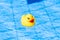 Yellow rubber duck. Funny kids inflatable toy float in blue water of summer pool. Funny bird toy for kids