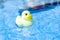 Yellow rubber duck. Funny kids inflatable toy float in blue water of summer pool. Funny bird toy for kids