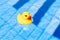 Yellow rubber duck. Funny kids inflatable toy float in blue water of summer pool. Funny bird toy for kids