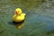 Yellow rubber duckie floating on water