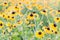 Yellow rudbeckia blooming in a field