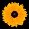 Yellow Rudbeckia Flower Head Isolated on Black