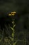 Yellow rudbeckia flowers isolated on dark background