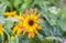 Yellow rudbeckia flowers in summer garden