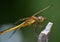 Yellow Ruddy Darter Dragonfly poised for take off