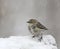 Yellow rump warbler in snow