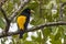 Yellow-rumped Cacique