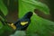 Yellow-rumped Cacique, Cacicus cela, in the nature habitat. Black bird with yellow wings in the green vegetation. Widl bird from