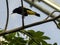 Yellow-rumped cacique, Cacicus cell, plaiting with large grass nests in branches