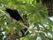 Yellow-rumped cacique, Cacicus cell, plaiting with large grass nests in branches