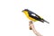 Yellow rumped Flycatcher bird