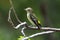 Yellow-rumped Flycatcher Ficedula zanthopygia Female Cute Birds of Thailand