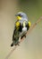 Yellow Rumped Warbler