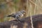 Yellow-rumped Warbler Audubon`s, female setophaga coronata