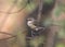 Yellow-rumped Warbler Audubon`s, male setophaga coronata