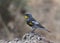 Yellow-rumped Warbler Audubon`s setophaga coronata