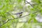 Yellow-rumped Warbler bird, Athens Georgia USA
