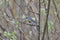 Yellow rumped warbler eating insects on top of the tree