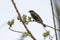 Yellow rumped warbler eating insects on top of the tree