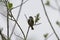 Yellow rumped warbler eating insects on top of the tree