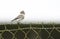 Yellow-rumped Warbler male perched on a fence