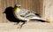 Yellow-rumped Warbler male perched on wooden fence