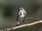 A Yellow-rumped Warbler Male Resting