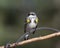 A Yellow-rumped Warbler Male Resting