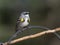 A Yellow-rumped Warbler Male Resting