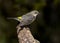 Yellow-rumped warbler perching