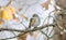 Yellow-rumped Warbler songbird, Athens, Georgia USA