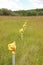 Yellow Runway landing lights in green grass field