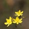 Yellow Rush Lily Australian flower Tricoryne