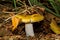 Yellow Russula