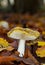 Yellow Russula