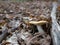 Yellow russula mushroom