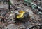 Yellow Russula vesca, known by the common names of bare-toothed Russula or the flirt. mushroom forest wallpaper. Mushroom