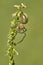 Yellow sac spider Cheiracanthium punctorium in Czech Republic