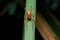 Yellow sack spider, Cheiracanthium punctorium, Satara, Maharashtra