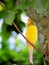 Yellow Saffron Finch bird