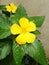 Yellow sage rose flower closeup