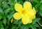 Yellow Sage Rose Flowers with Green Leaves