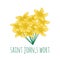 Yellow saint johns wort flower vector illustration