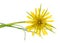 Yellow salsify flower