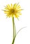 Yellow salsify flower