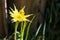 Yellow Salsify Flower Blooming Wildflower