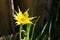 Yellow Salsify Flower Blooming Wildflower