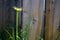 Yellow Salsify Flower Blooming Wildflower